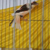 جوجه قناری نر۷ماهه ریزه خون