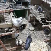 فروش کبوتر|پرنده|چمران, |دیوار