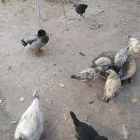 مرغابی مرغ جوجه