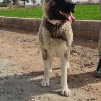 سگ اکیتا نگهبان|سگ|پاکدشت, پارچین|دیوار