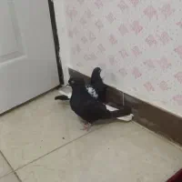 سلام دو عددکفتر فروشی