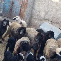 میش وبره ترکی بختیاری روزگاری