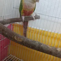 گرینچیک|پرنده|مشهد, هفت تیر (نه دره)|دیوار