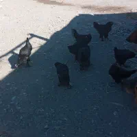 مرغ وخروس پاپر|حیوانات مزرعه|میانه, |دیوار