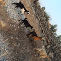 ۴تا بز ابستن باغ‌ملک