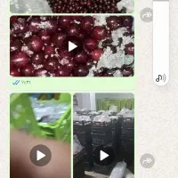 البالو فریز کاملا رسمی