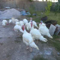 بوقلمون گوشتی روستای یاری