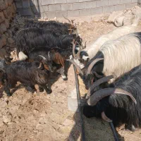 فروش ۴ راس بز داشتی و هیکلی ابستن ب فروش میرسد|حیوانات مزرعه|ایذه, |دیوار