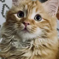 حیوان خانگی