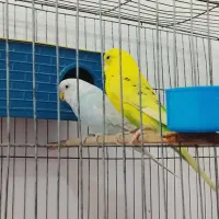 مرغ عشق مولد|پرنده|بانه, |دیوار