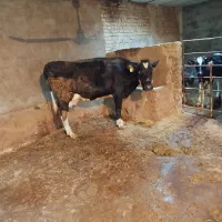 گاو هلشتاین