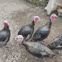 بوقلمون سرحال|حیوانات مزرعه|لاهیجان, کوی زمانی|دیوار