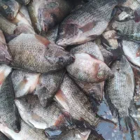 ماهی شانک صید الان