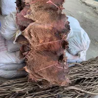 پوست نخل(الیاف پوست نخل خرما)