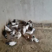 ۲۰عدد کفتر|پرنده|باروق, |دیوار