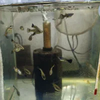 ماهی گوپی .ماهی زینتی.بلو‌ مسکو.|ماهی|قزوین, |دیوار