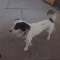 فروش سگ به صورت توافقی