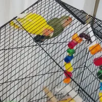 ی جفت طوطی برزیلی نروماده باقفس|پرنده|ری, سیزده آبان|دیوار