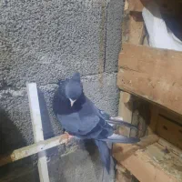 سبز دوخط آبادانی|پرنده|بندر ماهشهر, |دیوار