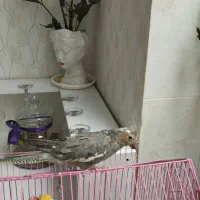 فروش عروس هلندی دستی