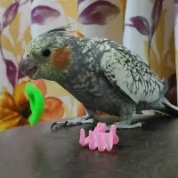 گلی خانم|پرنده|رشت, معلم|دیوار