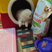 سگ پامر خرسی