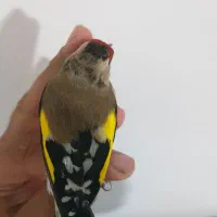 سهره دورگ رسمی کرمونی