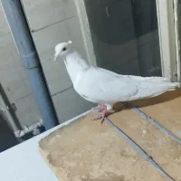 کبوتر خال پیس ماده کاکلی.پرشی.شب ازبلندی گرفتم