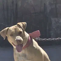 پیت بول ماده اصیل وارداتی جفت یابی