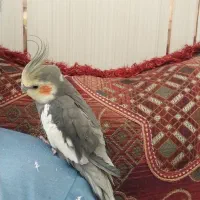 فروش عروس هلندی|پرنده|لامرد, |دیوار