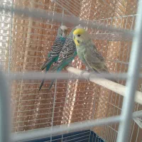 مرغ عشق رینبو