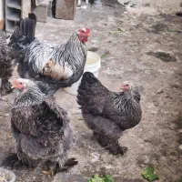 مرغ و خروس برهما دارک|حیوانات مزرعه|امامزاده عبدالله, |دیوار