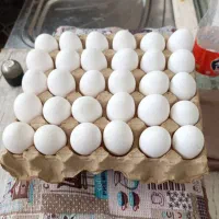 تخم مرغ تازه شونه ۴۵۰