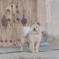 سگ چاو چاو|سگ|اصفهان, مارچین|دیوار