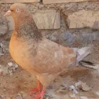 ماده کله یی|پرنده|اهواز, کوی فرهنگیان ۲|دیوار