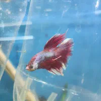 ماهی و آکواریوم کاسپین|ماهی|اردبیل, |دیوار