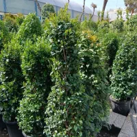 یاس هلندی هرمی|گل و گیاه طبیعی|تهران, عباسآباد|دیوار
