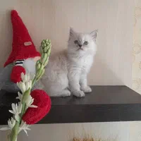 دنیای گربه های پشمالو گوگول( بریتیش پرشین اسکاتیش)|گربه|اهواز, کیانپارس |دیوار