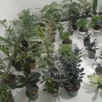 انواع گل و گیاه آپارتمانی