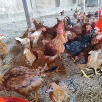 جوجه مرغو خروس 3ماهه سان پارس
