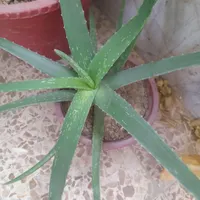 آلوئه وراسرحال وشاداب