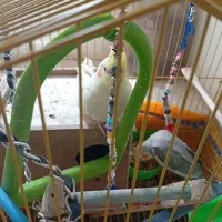 یک جفت عروس هلندی،مولد