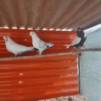 کفتر کاشانی . تهرانی و سینه سیاه درهم