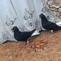جفت جوجه دمسفید اشعل واکسی ۱۴ پر کشیده