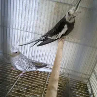 جفت عروس هلندی کارداده و کاملا آماده زیر قیمت