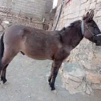 قاطر کاری باری ۶سال|حیوانات مزرعه|کامیاران, |دیوار