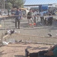 گنجه و تور کبوتر|پرنده|تهران, کوی بیمه|دیوار