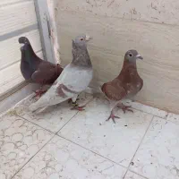 سه عدد کفتر پرشی نر