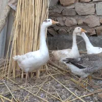 غاز دورگ