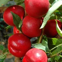 مرکز تخصصی انواع نهال ضمانتی